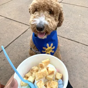 @theb0badiaries    Original Tart Yogurt with mochi and cheesecake bites