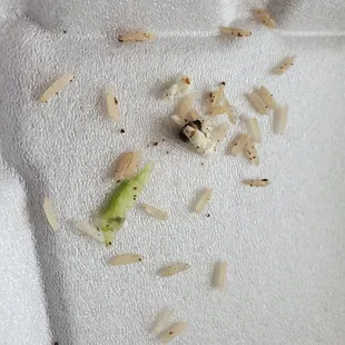 Dry uncooked rice I picked out of my Greek Salad.