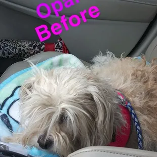 Opal before her cut.