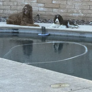 Beamish Irish Setter &amp; Miss Ellie English Springer Spaniel. My love pups.