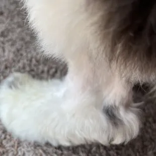 Other groomers "shaving" a mat!!