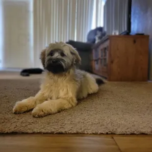 Morty after his first trim