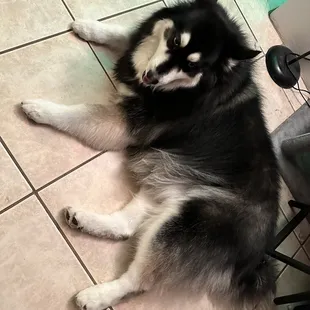 Beautiful paws and soft fur