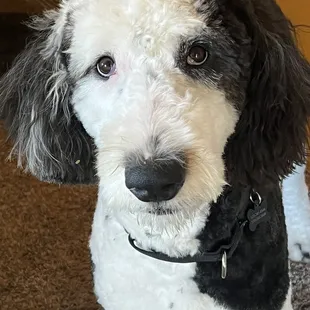 Another groomer's vision of how Tiffin should look!