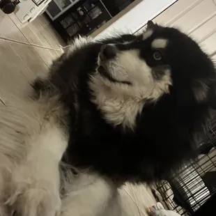 BEFORE! Look at her paws and fur. She was in desperate need!