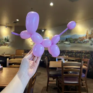 How cute !!! I got a poodle  ballon from our server.