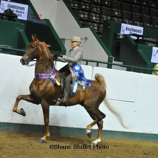 Nice to dress a blue ribbon rider for a national competition...