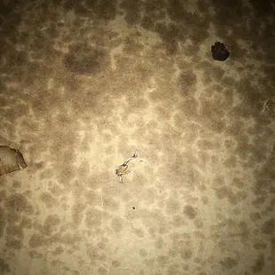 Piece of metal found in the pizza dough