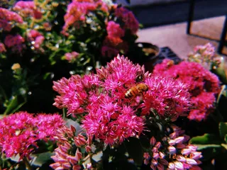 Johnson's Garden Centers