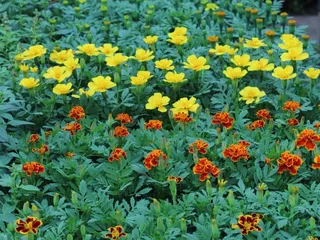 Plant Kingdom Greenhouse Outlets