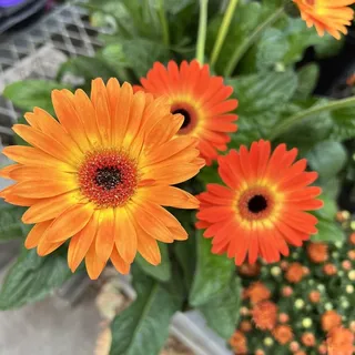 Michelle C.