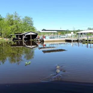 Watch out gator here we come!