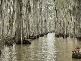 Bayou Black Air Boat Swamp Tours