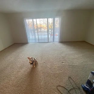 Living room of one bedroom apartment. Dog did not come with apartment