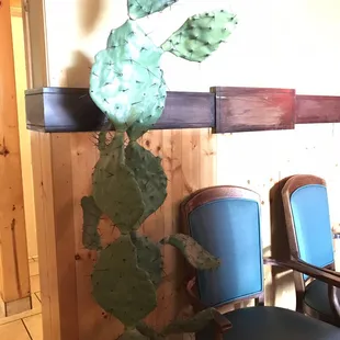 Hello there giant cactus