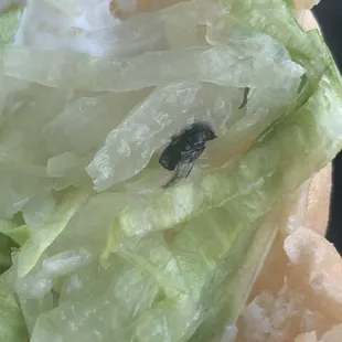 That is the inside of my torta and as you can see, there's a dead fly