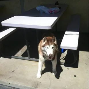 Outdoor seating for dogs