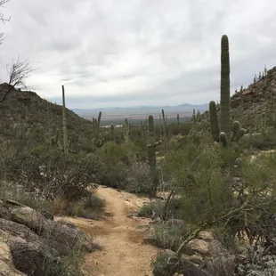 Desert-scape from the trail