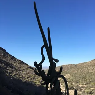 Beautiful old saguaro