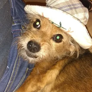 Here I  relaxing at home with my best girl Sammi,after dinner watching her favorite move...&quot; All dogs go to heaven&quot; of course.