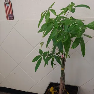 Money tree at entrance