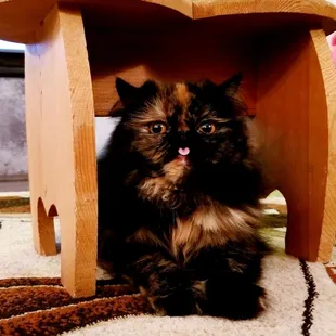 a cat sitting under a wooden table