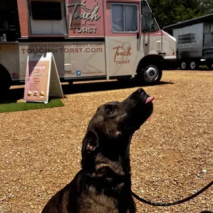 My dog came with me to the truck!