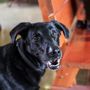 We&apos;re pet friendly! We love petting dogs