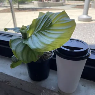 Caramel latte and plants  #winwin