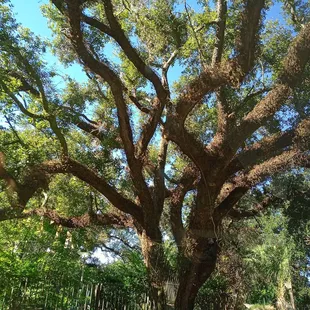 Mossy oak tree
 (Tours by Isabelle | October 2022 | Guide: Steve)