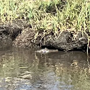 Baby Gator