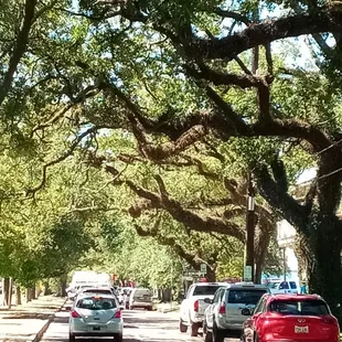 Mossy oaks along South Carrollton Avenue streetcar line 
 (Tours by Isabelle | October 2022 | Guide: Steve)