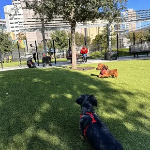 Next to Tout Sweet is a large and small dog park!