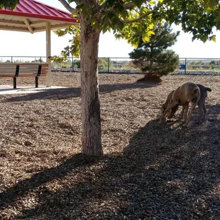 The dog park two different parts for a small sized dogs and big dogs
