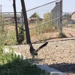 Beautiful roadrunner