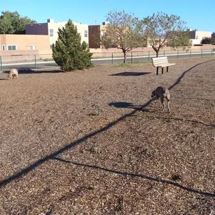 Come out and let the pets play