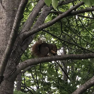Squirrel friend