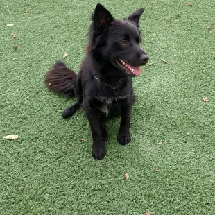Possibly my next companion?