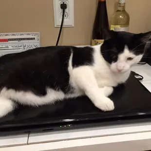 Lost cat on Dec 28th in the vicinity of 36th St and F St. she is declawed. 402-980-2264 Thank you.