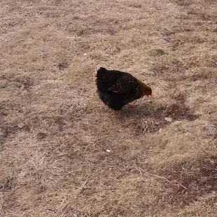 Chickens!
