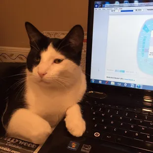 Lost Cat