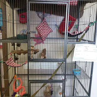 A sugar glider lives here.  Adopt him. He&apos;s a nighttime friend. Perfect for 2nd shift workers