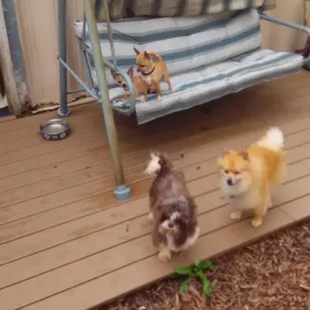 Pint sized buddies!