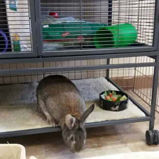 Our new adoptable bunny, Brownie! 2 year old dude.