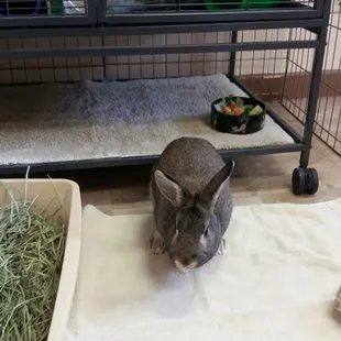 Bunny people should definitely check this guy out!