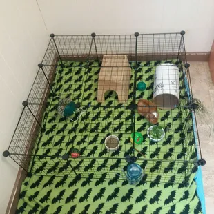 Jewel the Guinea pig is available for adoption!