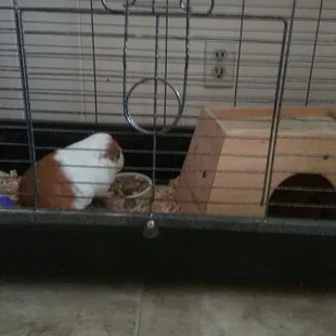 Cute Tom needs a furever home!