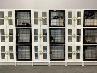 Paradise Pet Suites