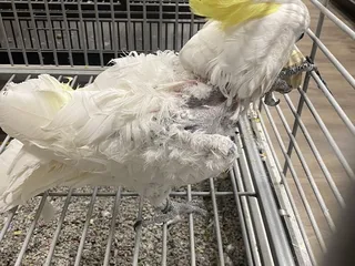 Pets-R-US