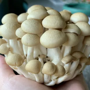 Super cute mushrooms